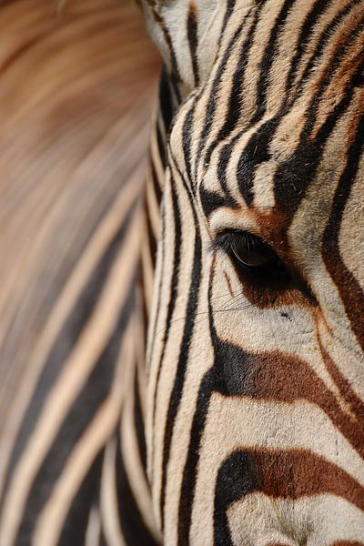 Zebra close-up dier detail oogcontact Afrika abstract patronen van Jeantina Lensen-Jansen