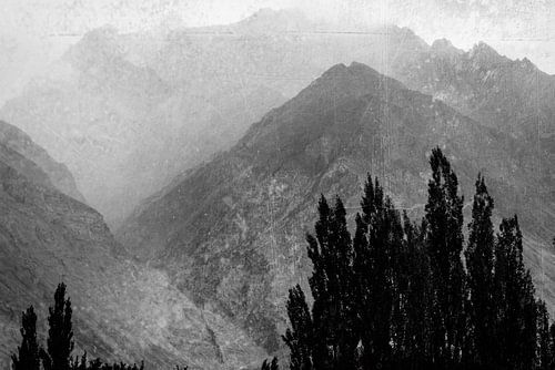 Trees in the misty mountains in black and white
