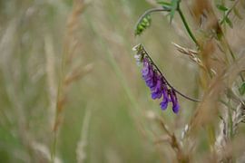 Fleur violette sur Kimfaesdesign
