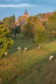 Schapen bij kerk van Lienden