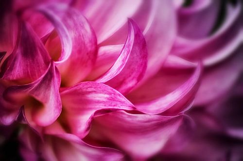 Dahlia bloemblaadjes III