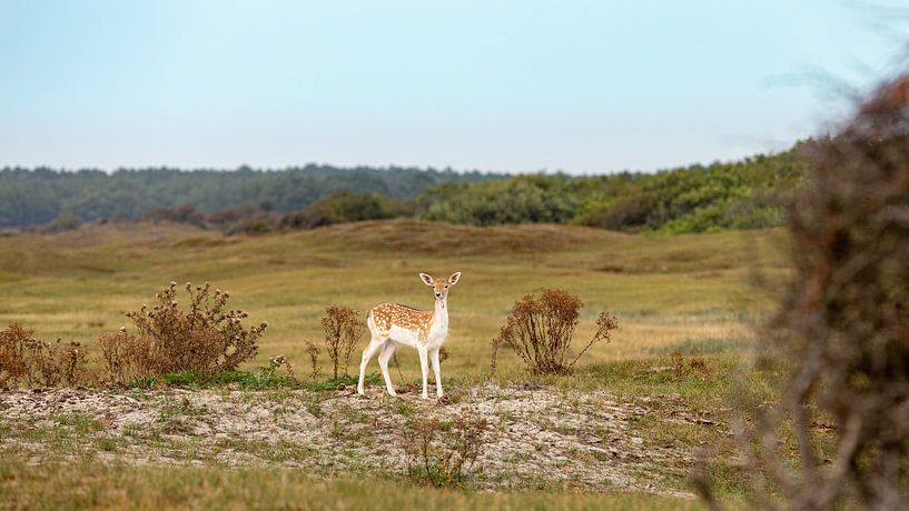 Young deer in the dunes by Percy's fotografie