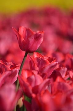 Tulpen van Tanja Huizinga Photography