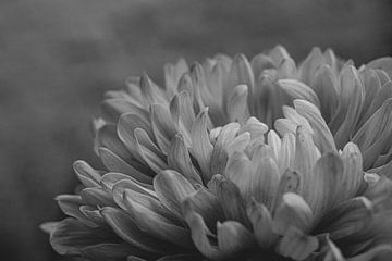 Close-up of a Dahlia in Black and White by Crystal Clear