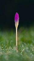 Krokus im Gras nach einem starken Regenfall