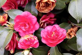 The first flowers in the Emsland garden by Bianca Meyering Fotos - BMF