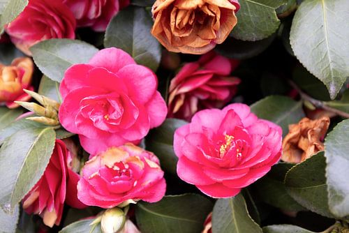 De eerste bloemen in de Emsland-tuin.