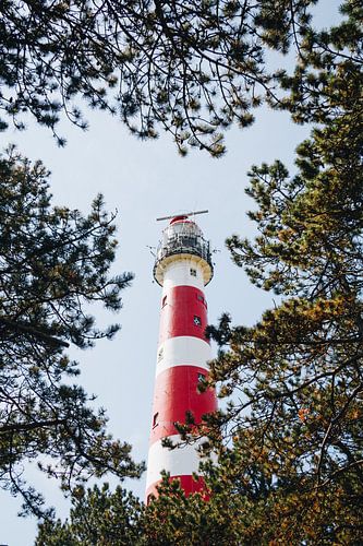 Le phare d'Ameland entouré de pins et de dunes | Photographie d'art de la nature aux Pays-Bas