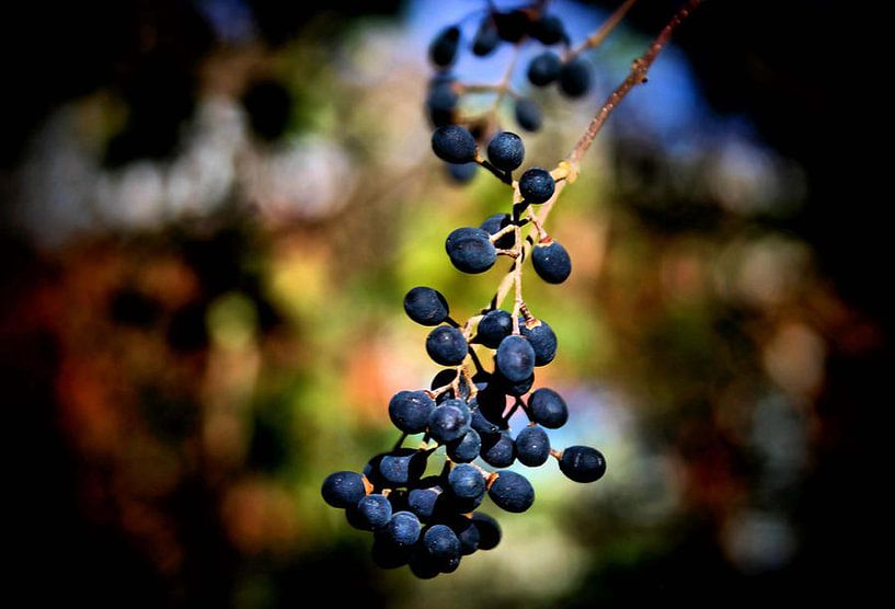 Berry Cold Out par erikaktus gurun