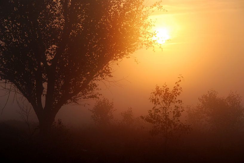 Zon in de mist par Esther's Photos