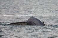 Der Schwanz des Blauwals von Menno Schaefer Miniaturansicht
