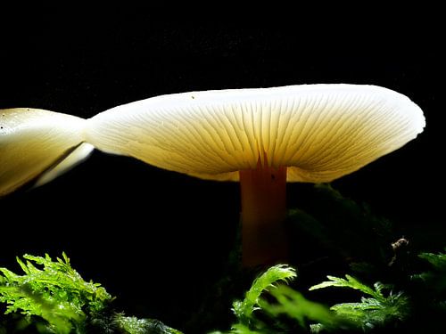 Des champignons brillants dans l'obscurité