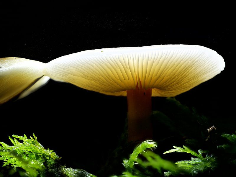Des champignons brillants dans l'obscurité par Christian Mueller
