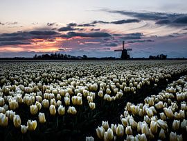 Hollands tulpenbeeld van Larissa Geuke