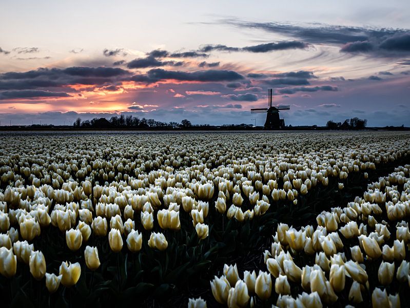 Dutch tulip statue by Larissa Geuke