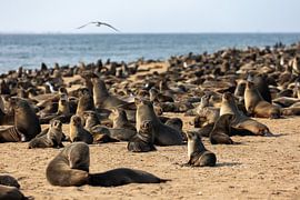 Seal colony in Namibia by Anouk Kooiman