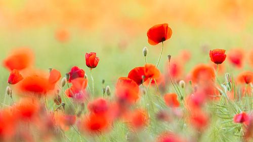 Poppies in summer light