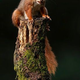 Squirrel by Rando Kromkamp