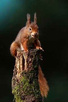 Écureuil sur Rando Kromkamp Natuurfotograaf