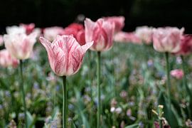 Tulip | keukenhof by Laura Maessen | ColorIsTheLimit Photography