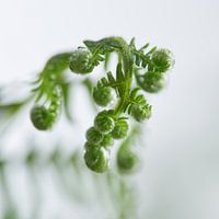 Atmospheric fern