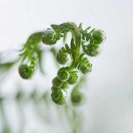 Atmospheric fern by Wim van Berlo
