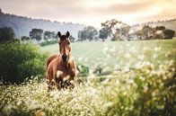 Bruin paard bij zonsondergang van Sharon Zwart thumbnail