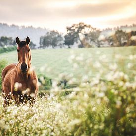 Brown horse by sunset by Sharon Zwart