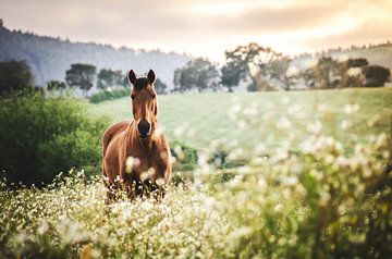 Braunes Pferd im Sonnenuntergang von Sharon Zwart