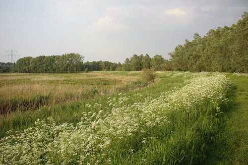 Wandeling over een dijk