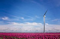 Dutch beauty 