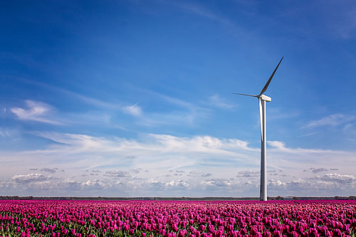 Dutch beauty 