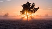 Magic morning - Loonse en Drunense Heide by Laura Vink thumbnail