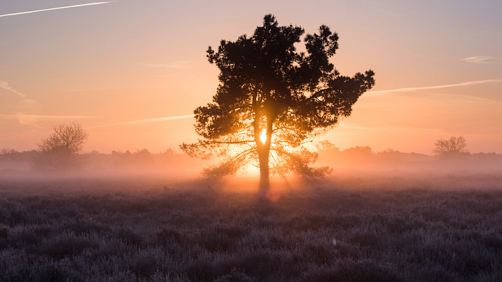 Magic morning - Loonse en Drunense Heide by <span class="secondary-font">Laura Vink</span>