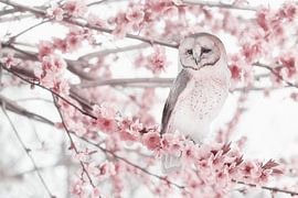 Schönes Foto einer Eule inmitten von Frühlingsblüten - perfekt für Naturliebhaber und Innenräume von Elianne van Turennout