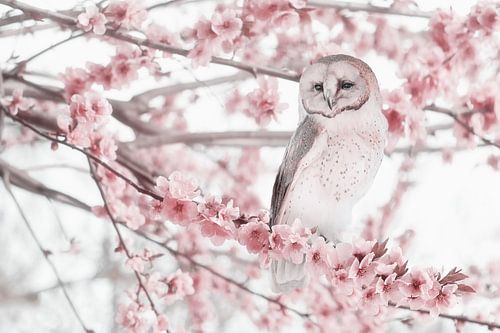 Prachtige Foto van Uil te Midden van Lentebloesems - Perfect voor Natuurliefhebbers en Interieur van Elianne van Turennout