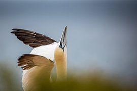 Jan van Gent by Linda Raaphorst