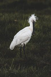 Spoonbill 1 ~ shy by Peter Boon