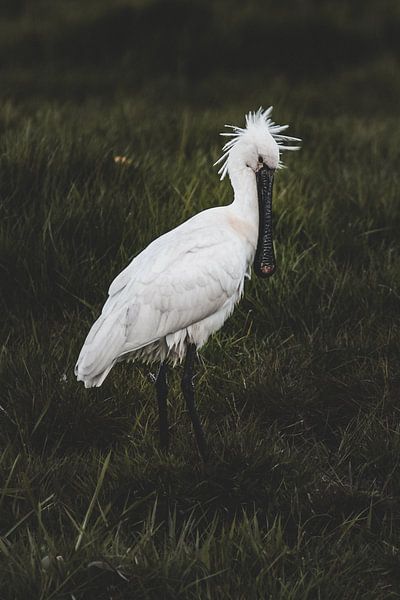 Spoonbill 1 ~ shy by Peter Boon