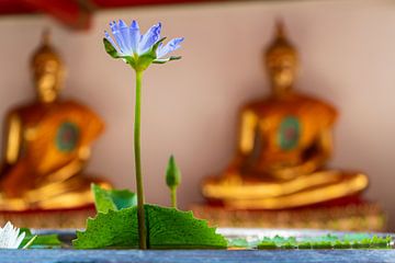 Fleur dans un temple en Thaïlande sur Jeroen Berendse