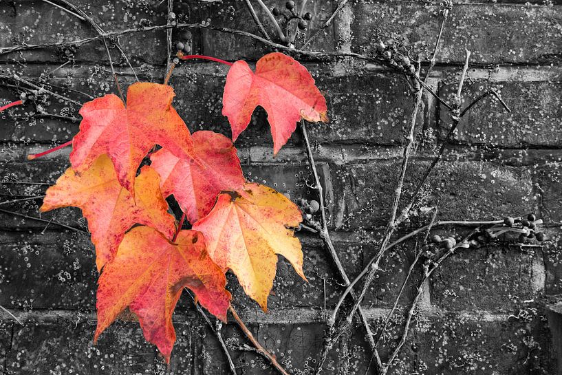 Ivy in herfstkleuren van Denis Feiner