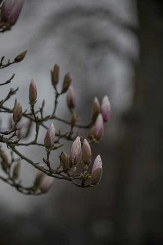 Magnolia