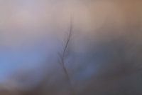 Waiting for the sun