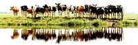 cows in a row van Annemieke van der Wiel thumbnail