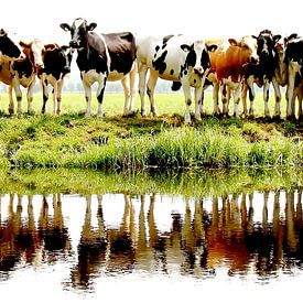 vaches alignées sur Annemieke van der Wiel