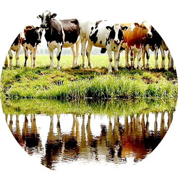 cows in a row van Annemieke van der Wiel