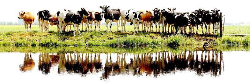 cows in a row van Annemieke van der Wiel
