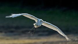 White Heron by JW Image Solutions