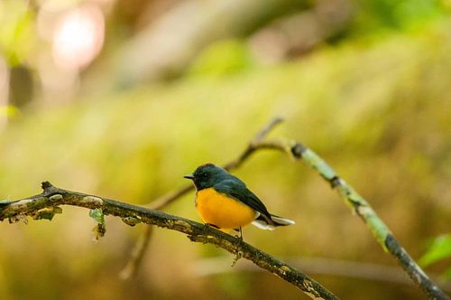 Goldflankenschnäpper