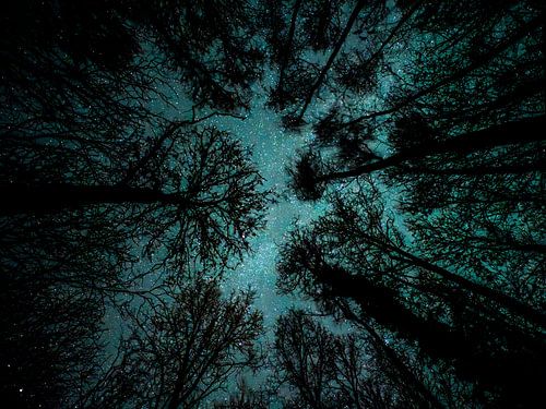 Bos Arcana sur Reinder